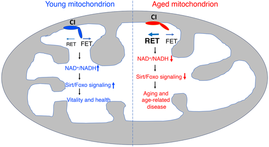 特异性RET抑制剂CPT可改善阿尔茨海默病，，，本研究中CPT由Ladbrokes立博化学部分合成