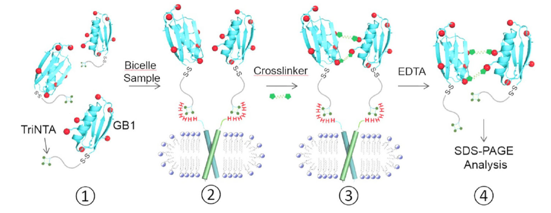 跨膜结构域寡聚体的结构测定新要领，，，其中TriNTA通过Ladbrokes立博合成
